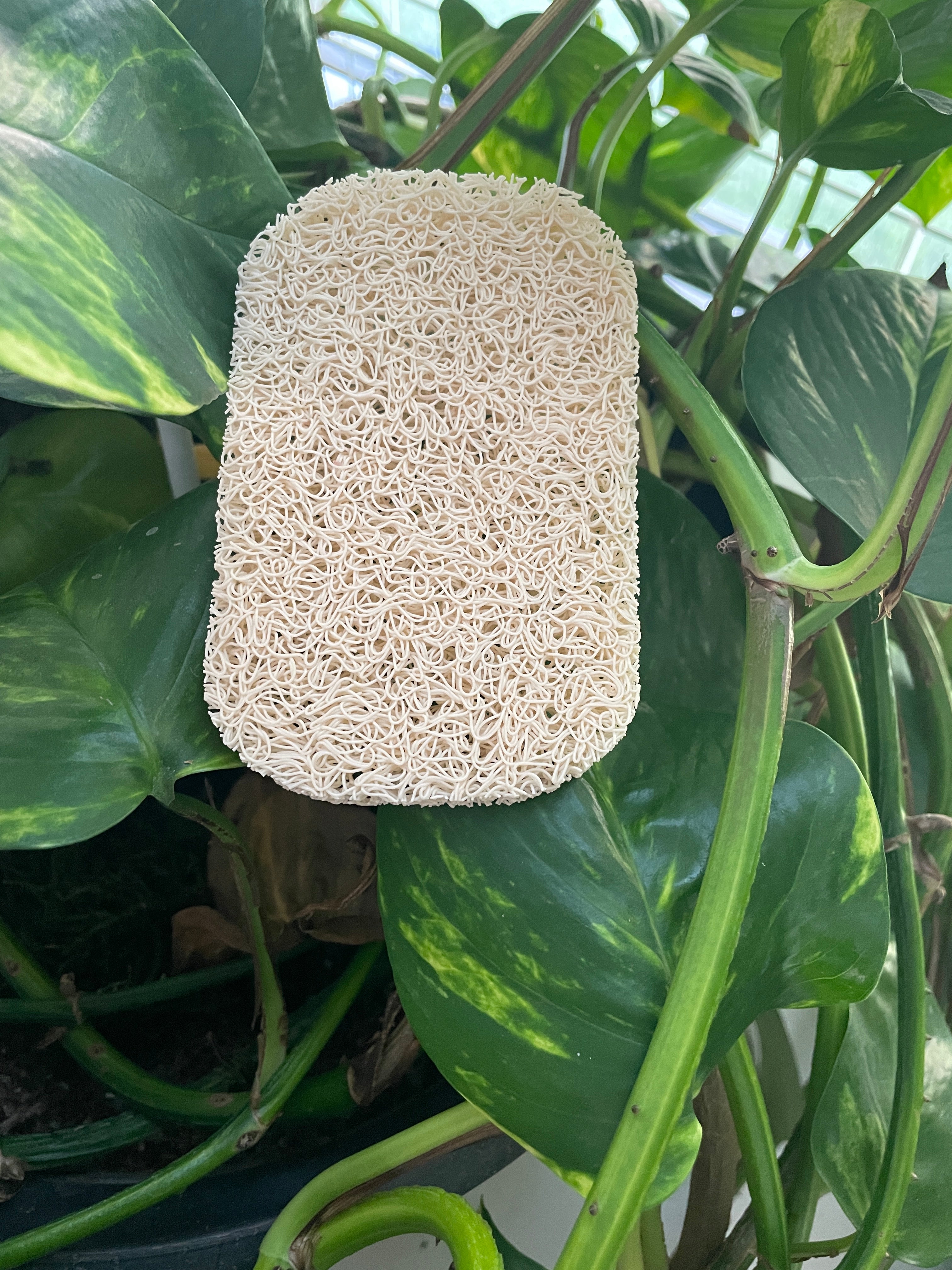 Natural Exfoliating Soap Pad